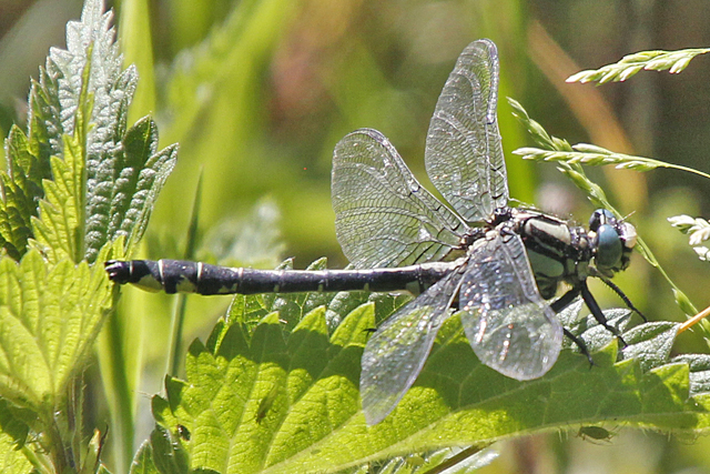 Libellen (Odonata)